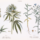 Image for article titled This 4/20, there’s weed that’s wonderful for lightweights